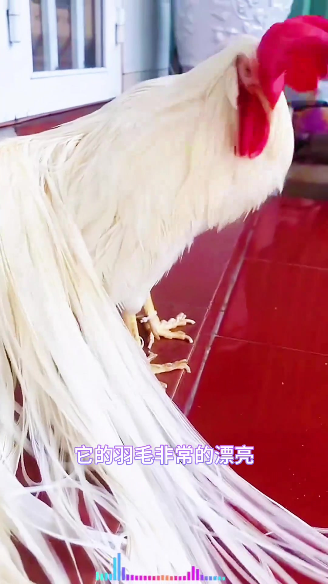 千年难遇的美丽白公鸡,尾羽如凤,带来好运祝福