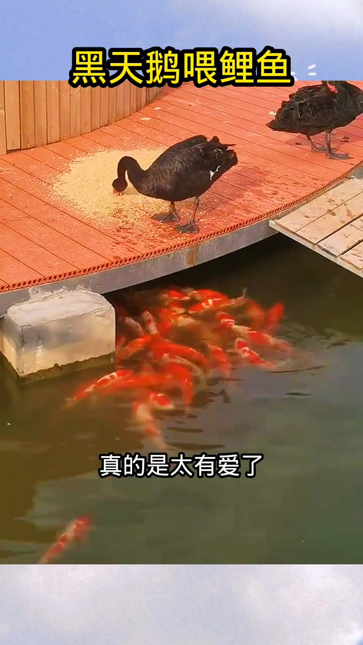 黑天鹅叼鱼食喂鲤鱼,意外温情引发食物疑问