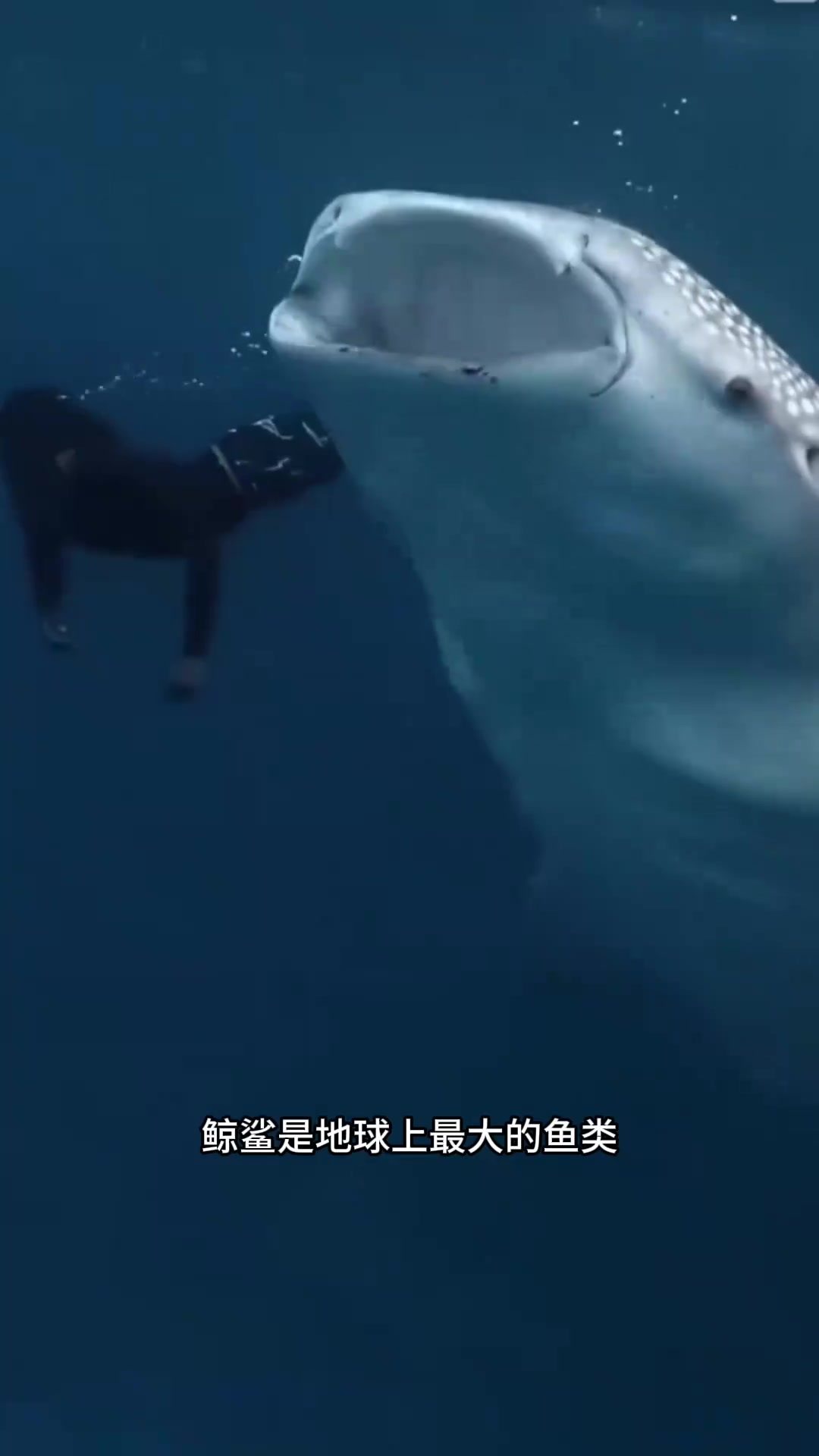 巨型鲸鲨:地球上最大的温和鱼类,吞噬微生物解饥饿