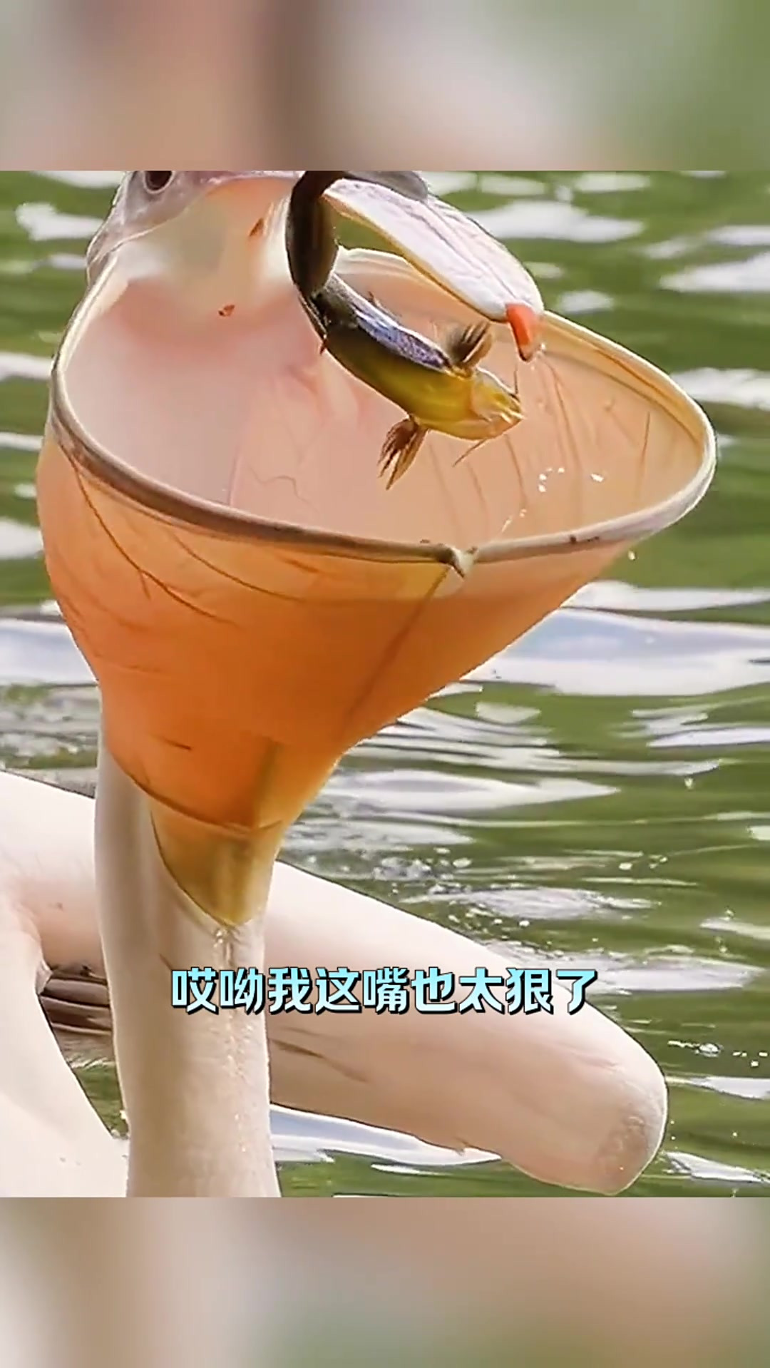 “大嘴鸟初见:惊呆我了,竟然能生吞整条鱼!”