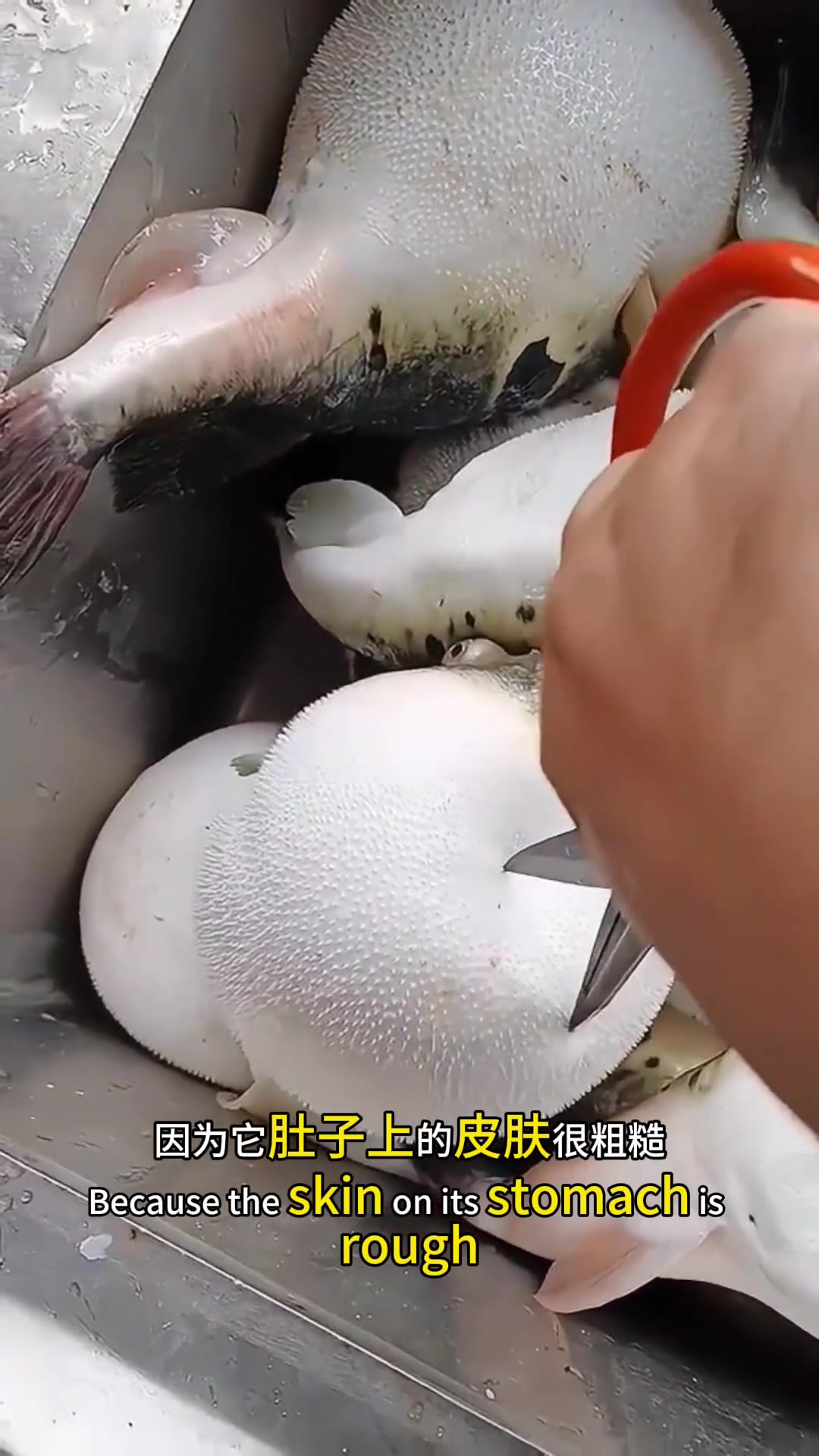 “鞋刷子鱼：肚皮粗糙，刷鞋工具新发现！”