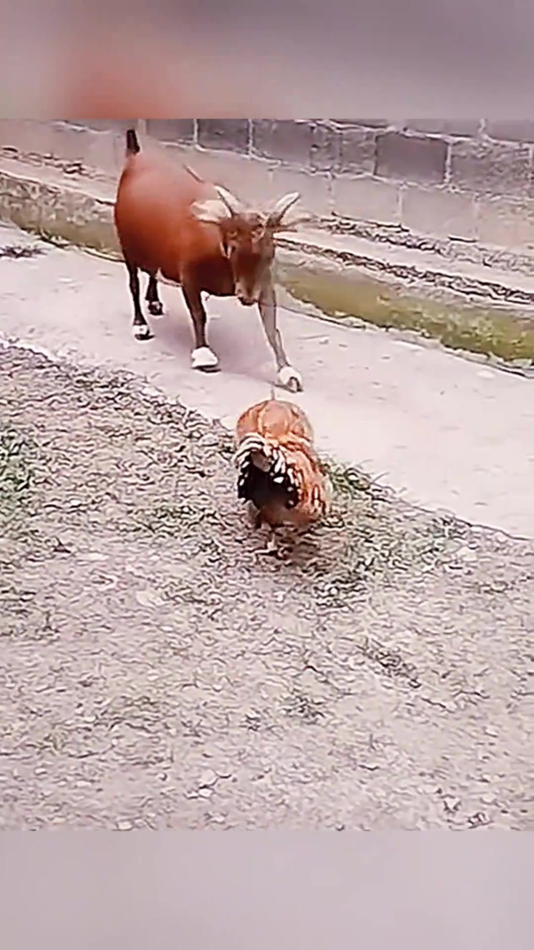 “鸡羊对话:谁才是真正的重量级选手?”