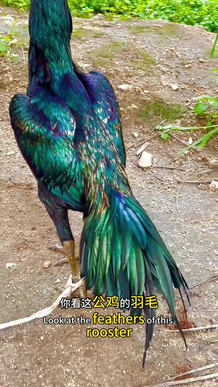 这是什么品种的公鸡，也太漂亮了