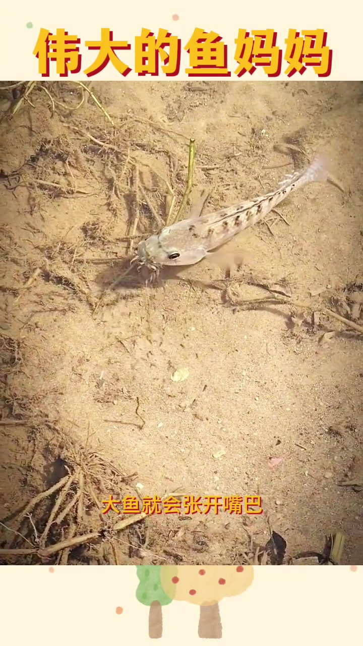 伟大的鱼妈妈，保护每一个孩子的安全