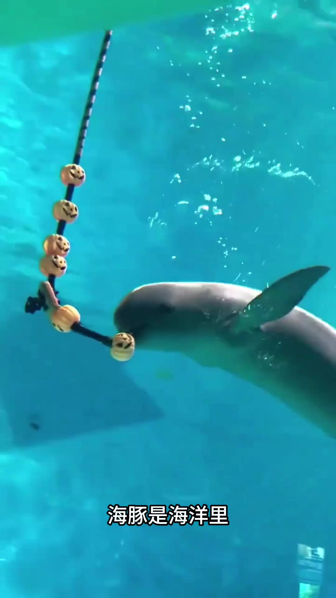 海洋馆惊艳表演:海豚的智慧与灵动让人惊叹