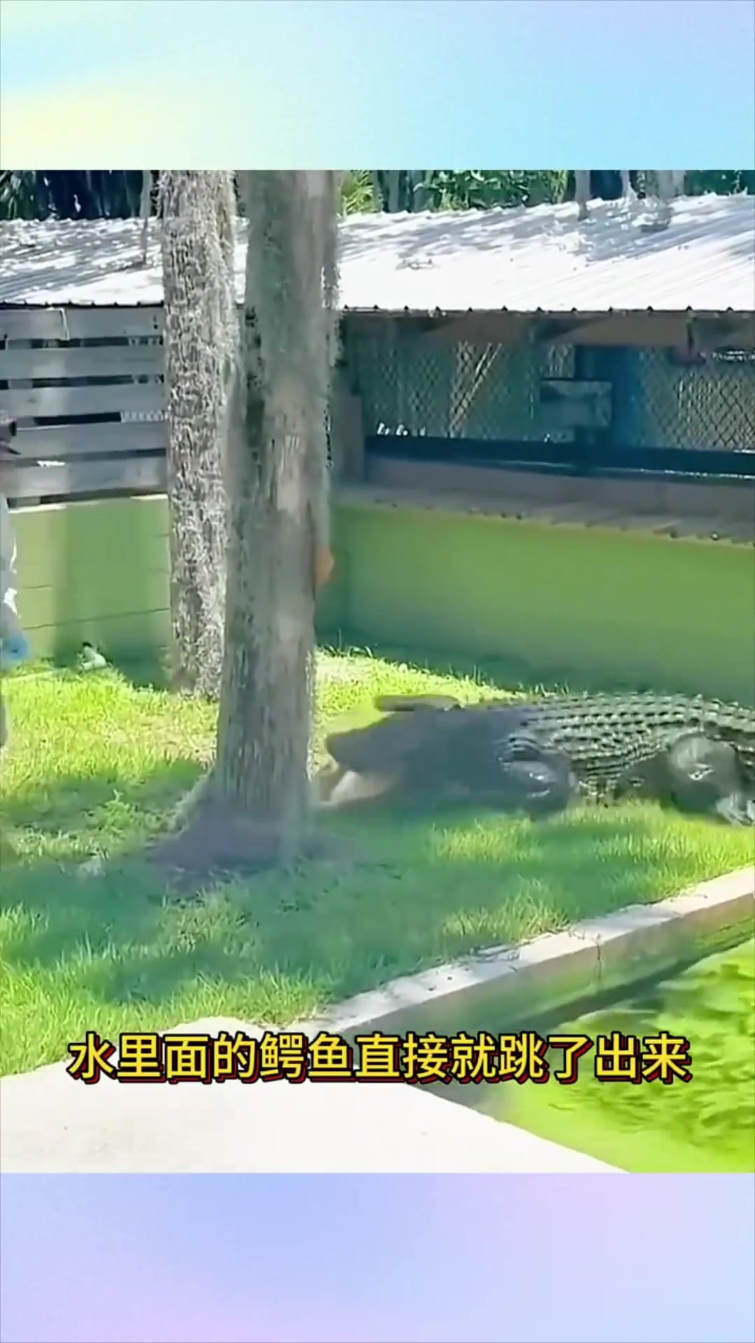国外人养鳄鱼做宠物,鳄鱼跃出水追人,男子惊慌追逐