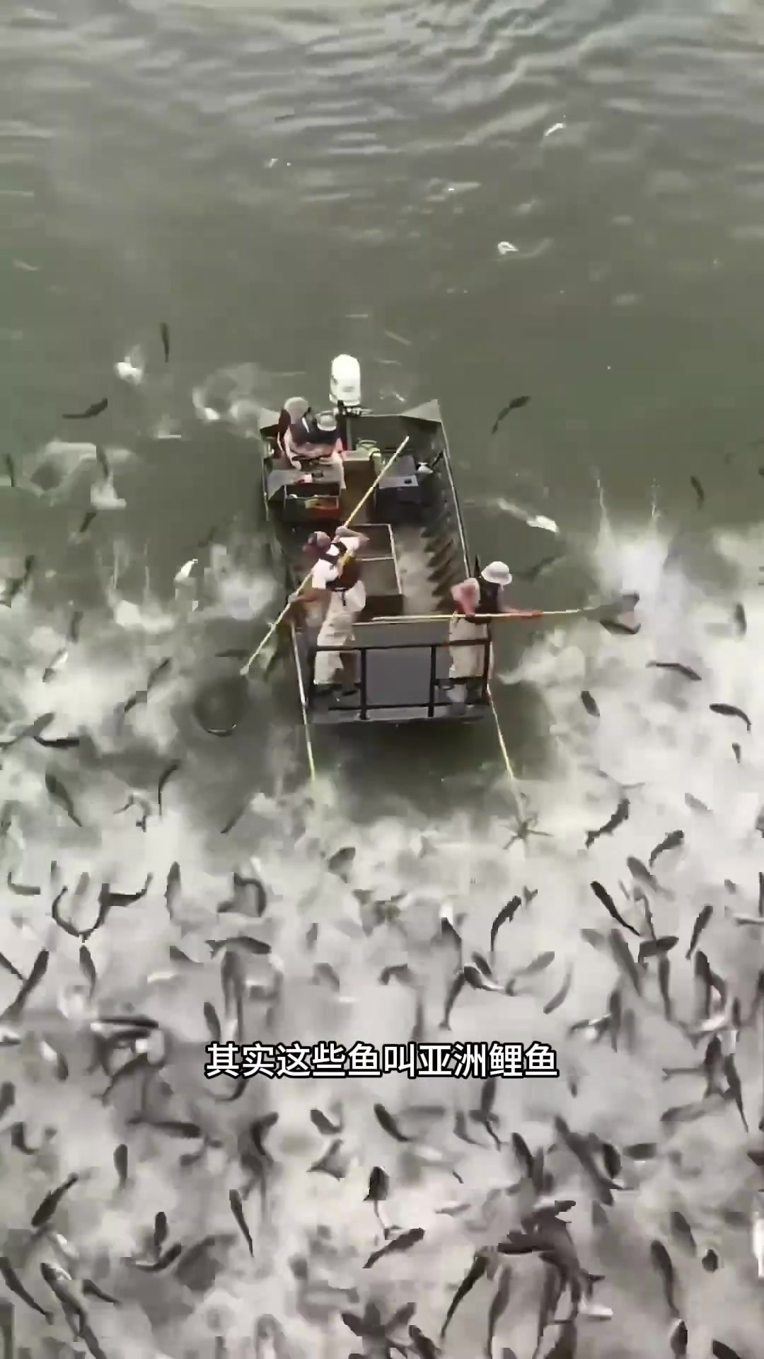 亚洲鲤鱼为何频频跃出水面?探讨其恐惧反应与生存习性