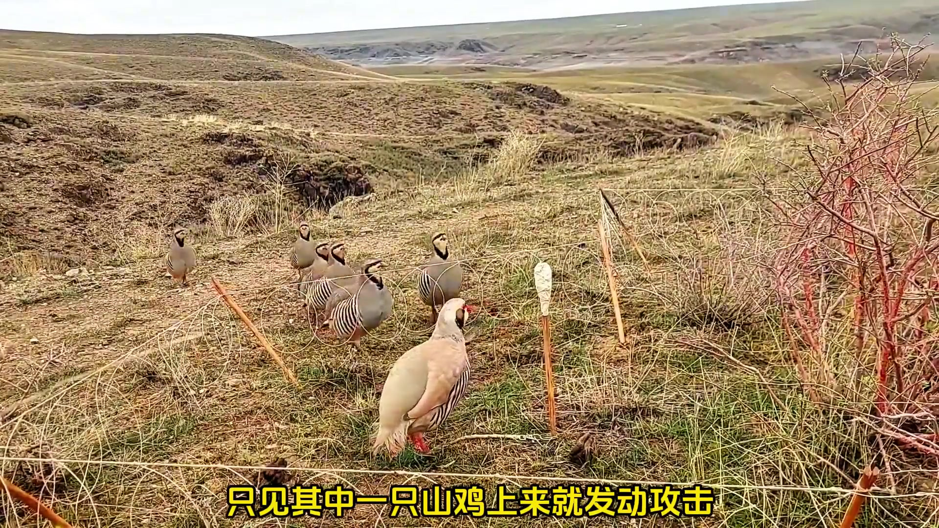 用叫声吸引山鸡进入陷阱,能成功吗?