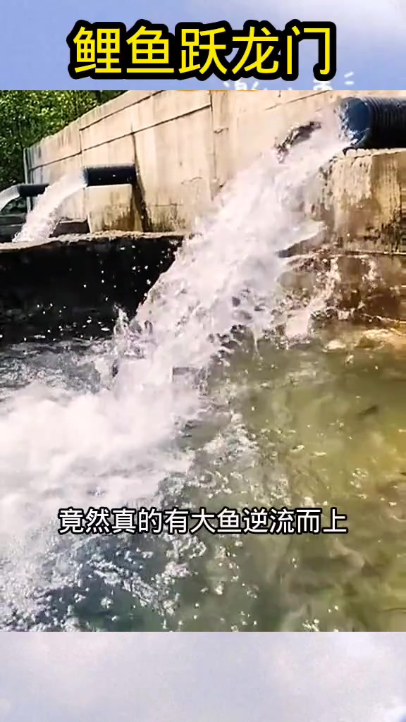 鲤鱼跃龙门,难得一见的景观!