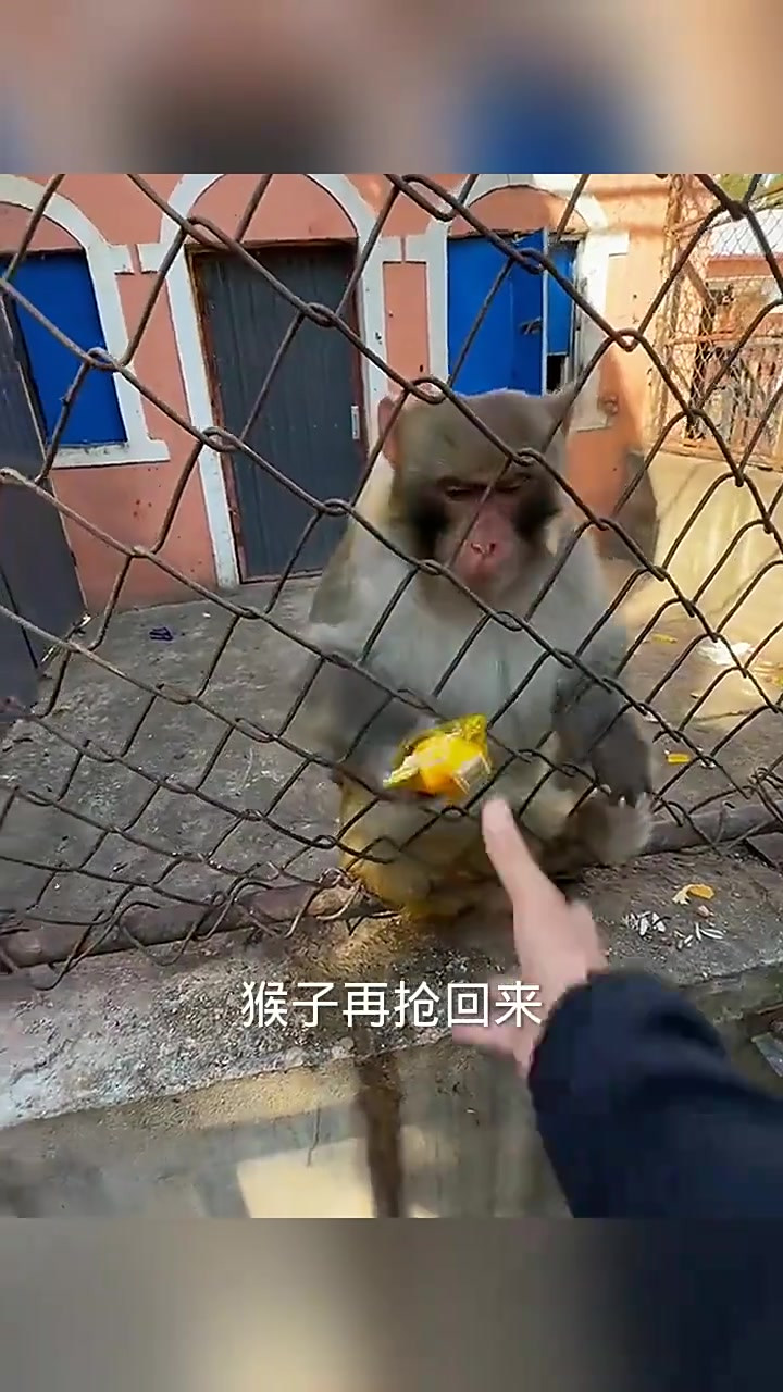 人与猴子之间的面包争夺战:手速较量与幽默瞬间