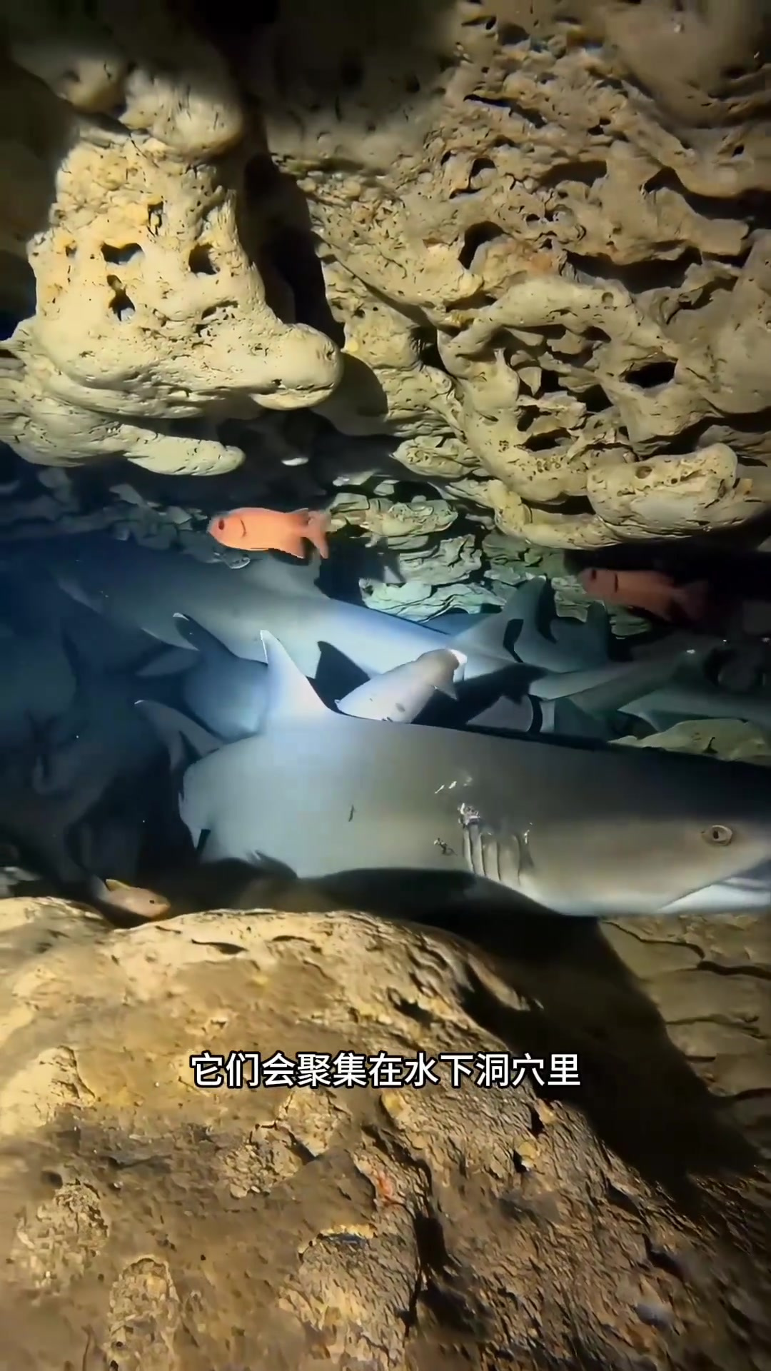 鲨鱼为何在洞穴中静止?揭秘它们独特的呼吸与栖息策略