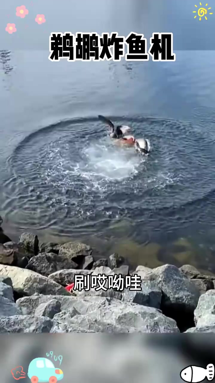 小院儿的捉鱼趣事:与少年共度欢乐时光