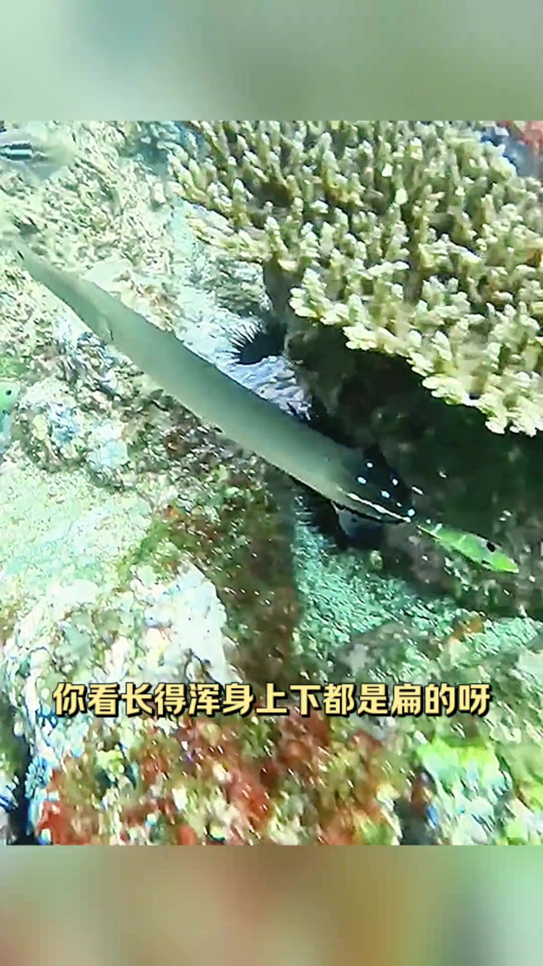 “首次见到奇特扁平鱼:仿佛一把大宝剑倒立在水里”