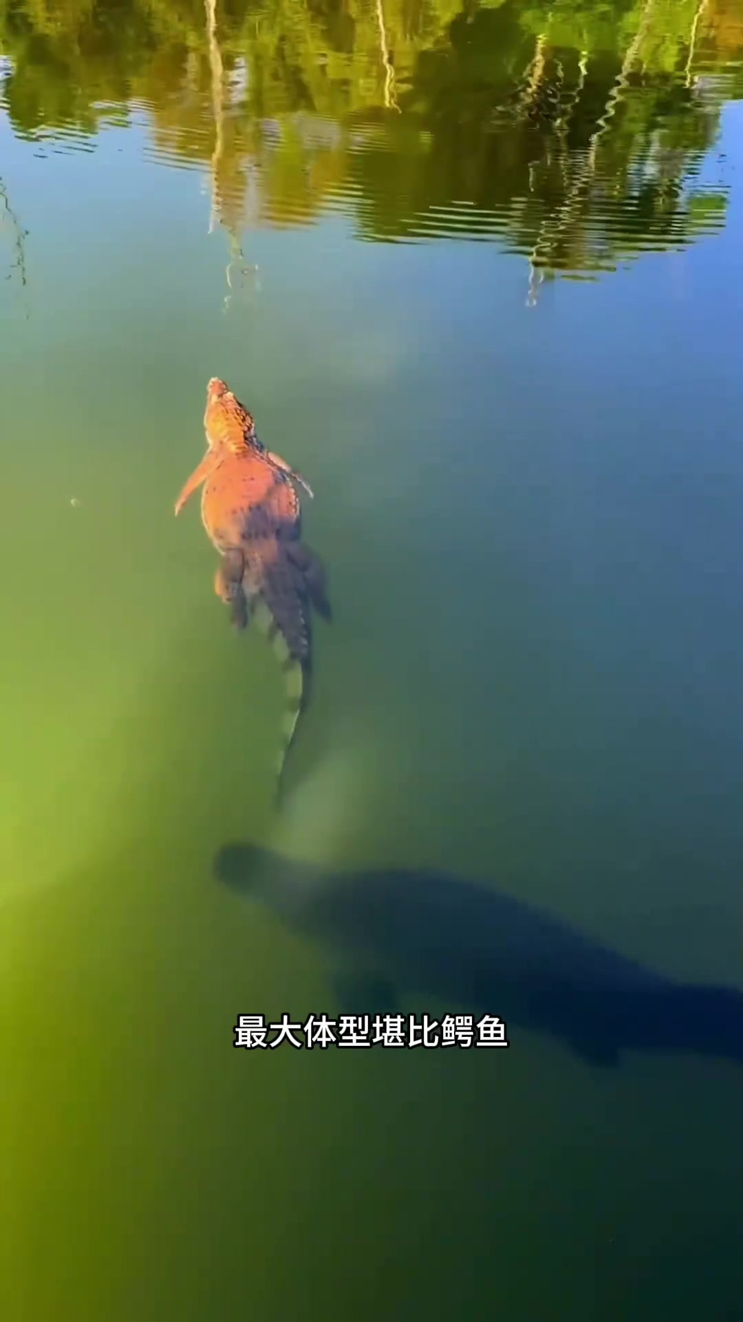 亚马逊河里的巨型鱼类