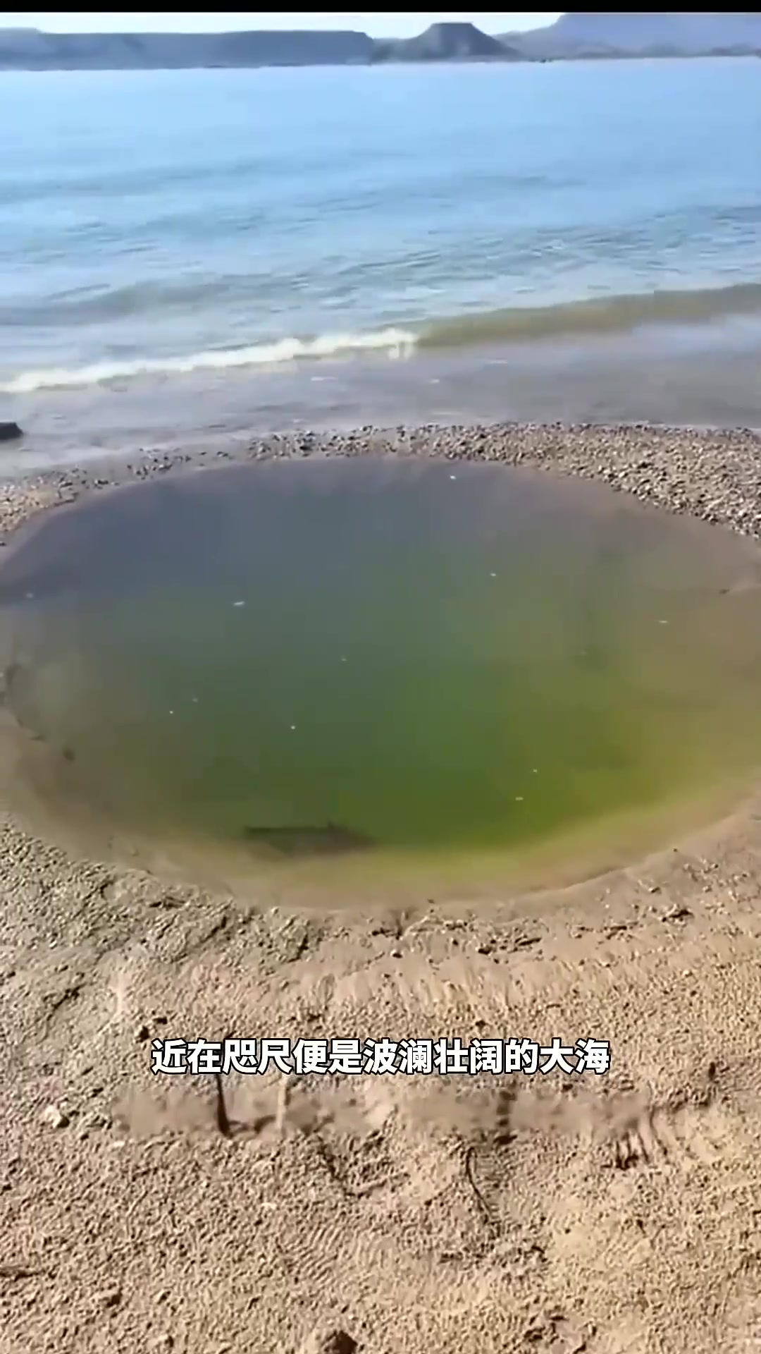 勇往直前:鱼儿破水而出,展翅追逐梦想的启示与坚持