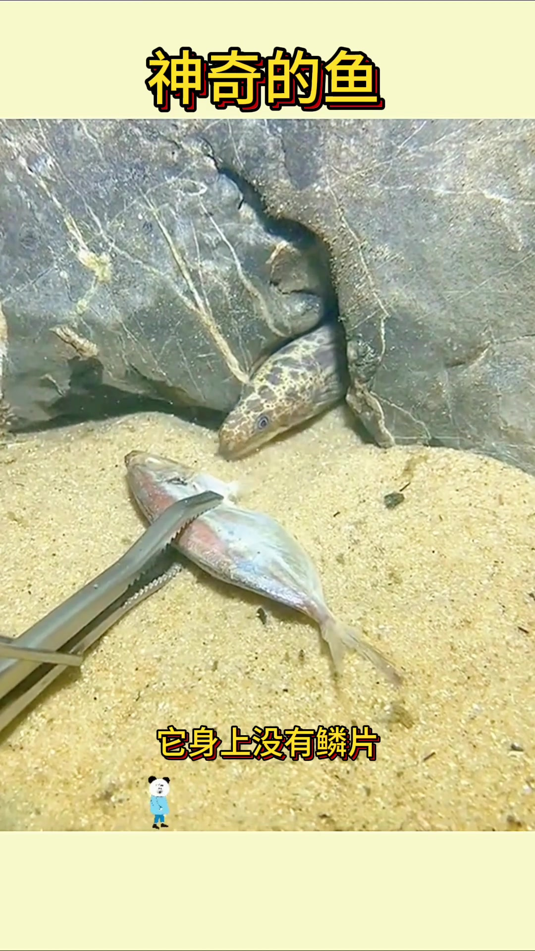 深海三百米发现神秘无鳞鱼,黑斑点引人好奇!