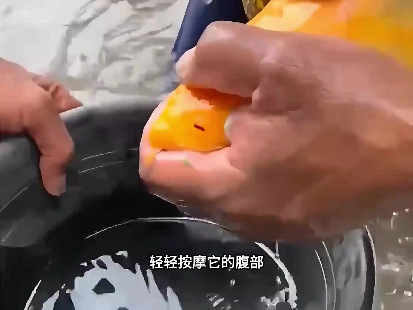 小小鱼卵，大大希望：金龙鱼人工孵化，守护鱼宝宝的成长之路