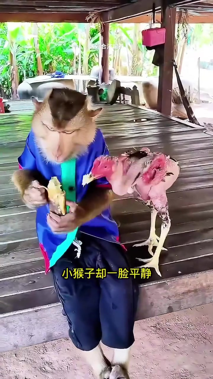 小猴子安然吃红薯，公鸡抢食却落得光秃一身的奇妙画面