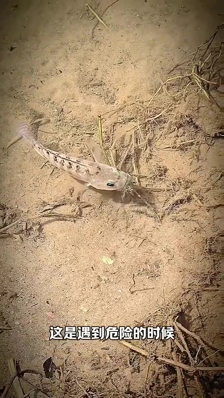 母爱无界限：鱼类保护小鱼的感人瞬间