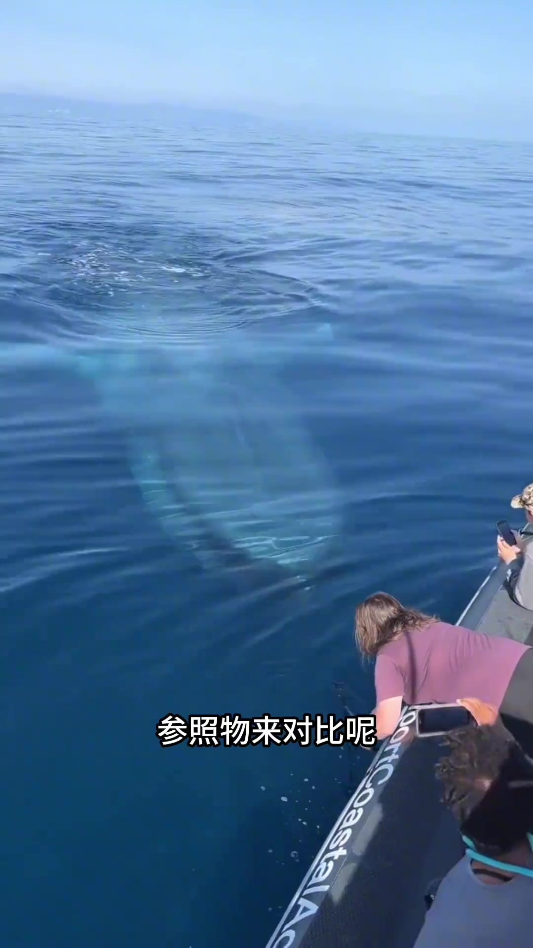 鲸鱼到底有多大，有没有更直观一点的对比