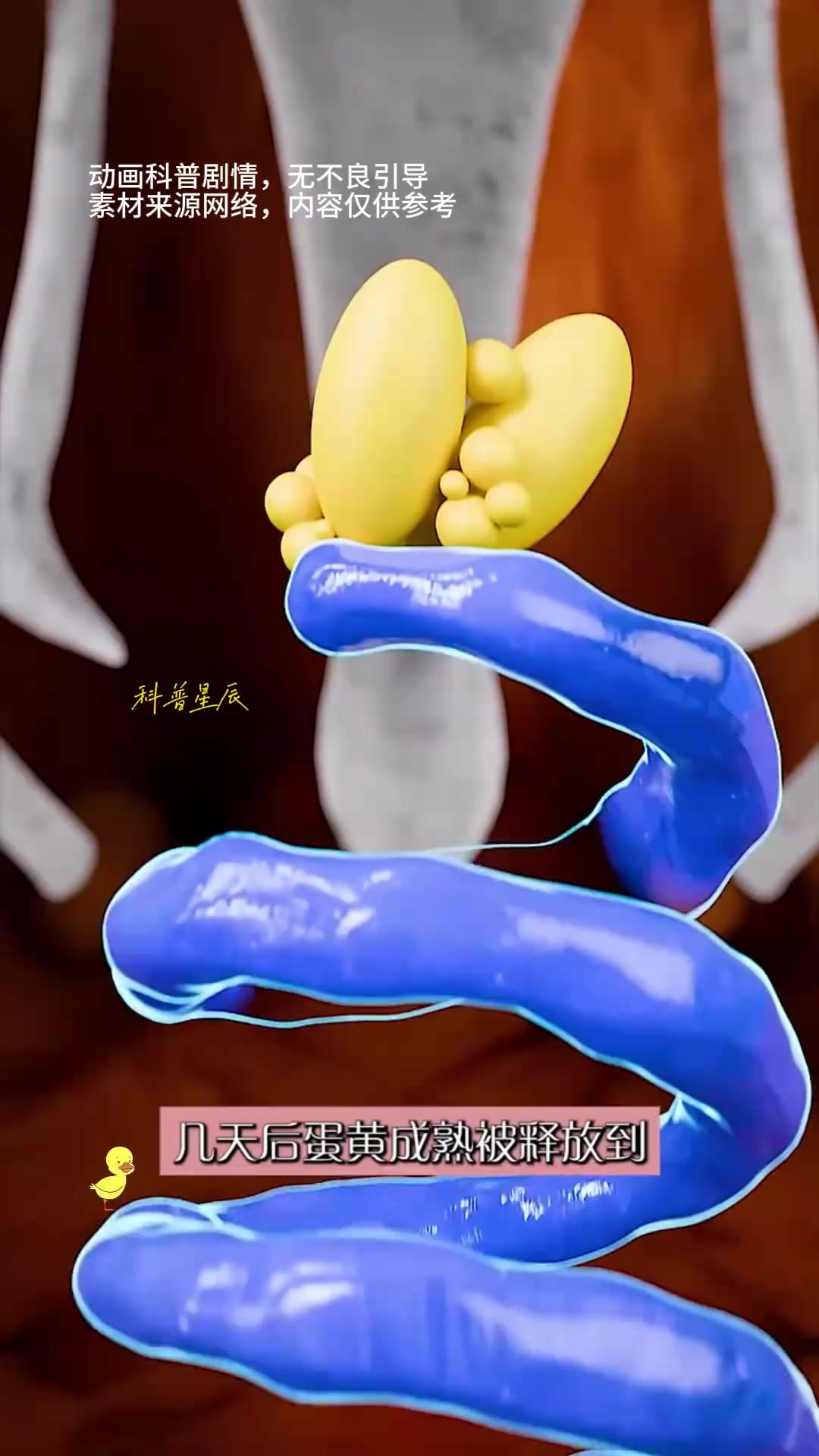 科学解析:公鸡下蛋与全球放屁的奇妙现象揭秘