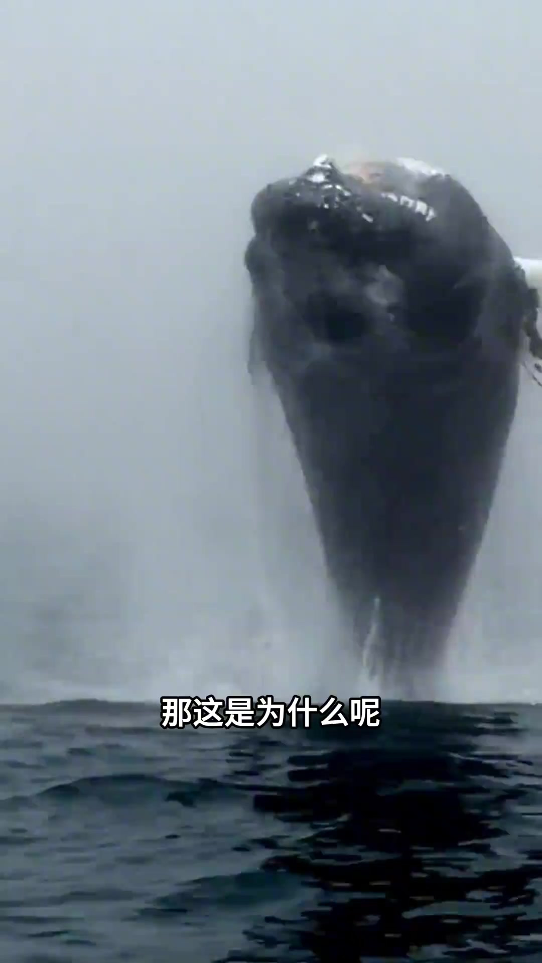 鲸鱼为什么要跳出水面?这可不仅仅是力量的展现。