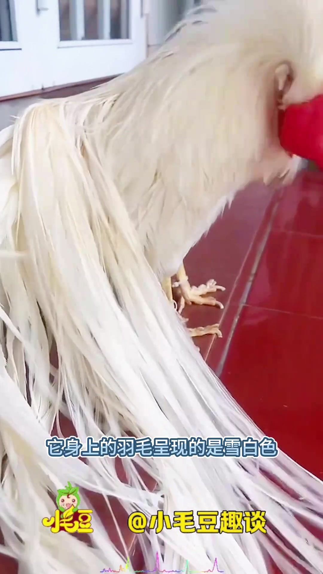 稀有雪白公鸡,华丽羽毛如孔雀,美丽无比令人惊艳