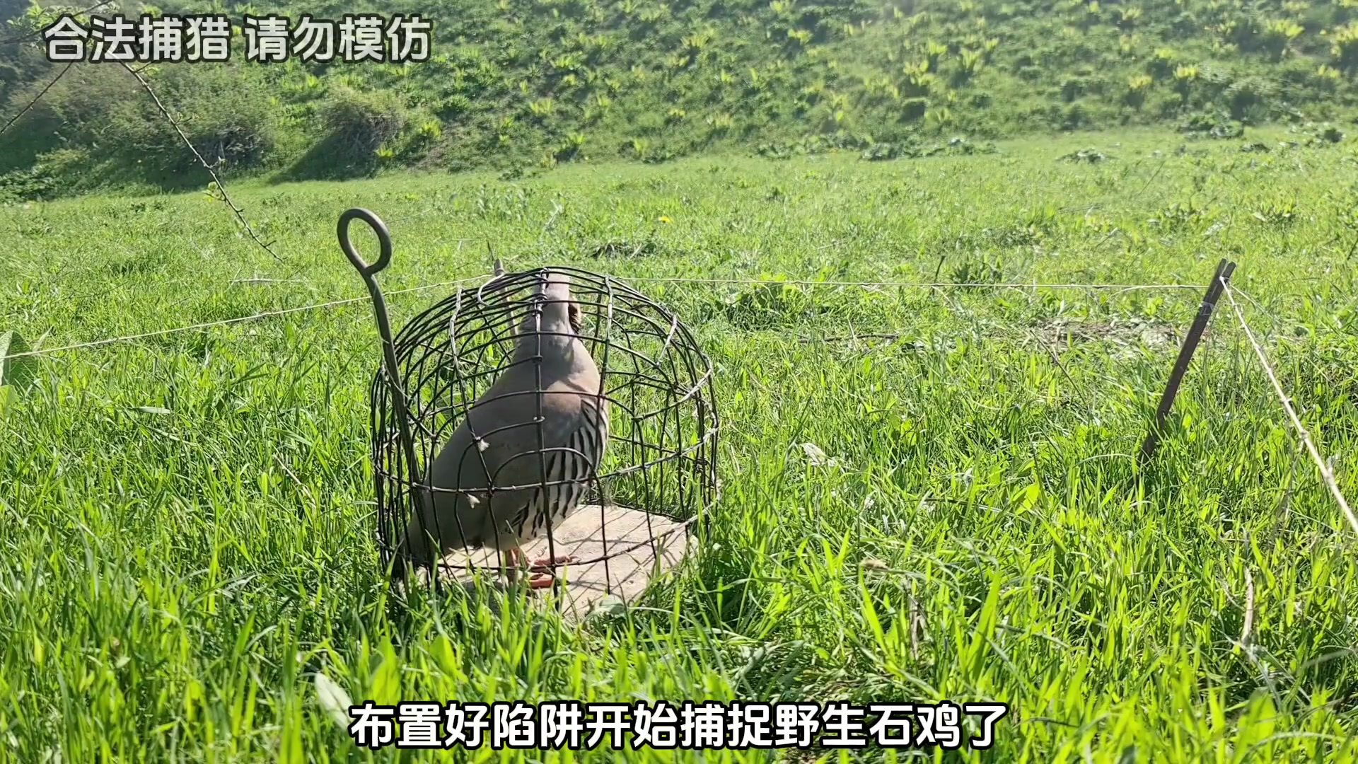 不用一粒粮食就能引诱野生石鸡进入陷阱,能成功吗?