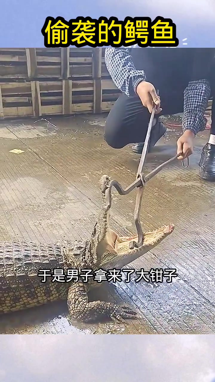 男子用钳子惩罚偷袭的鳄鱼,嘴巴被撑变形让人心寒