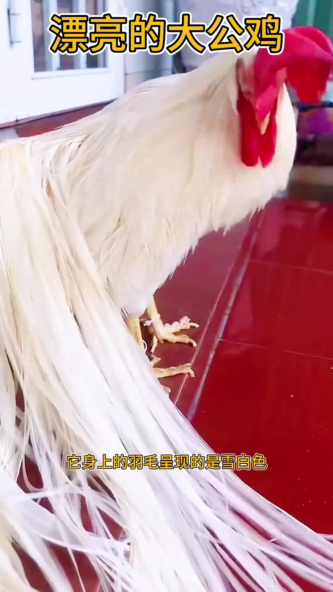 美丽大公鸡:如雪般羽毛与凤凰般的长尾,令人惊艳