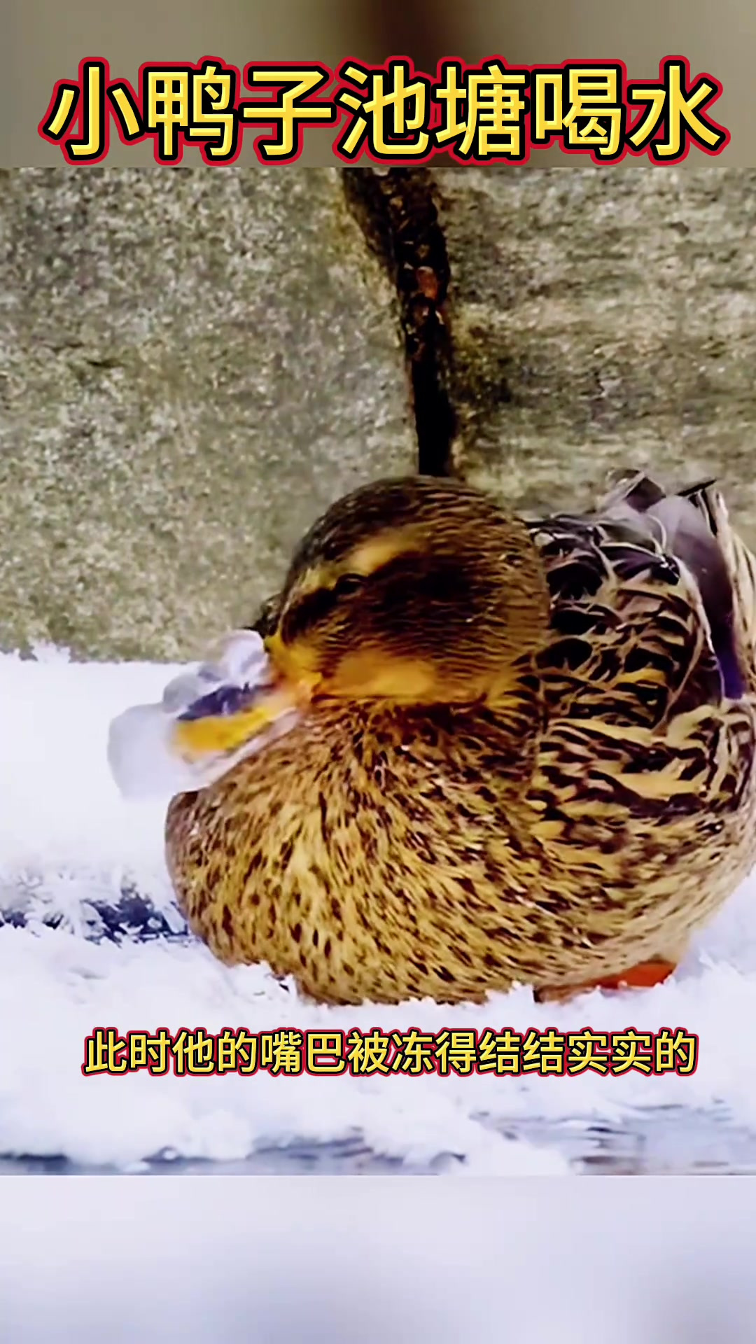 小鸭子池塘喝水，嘴居然被冻住了