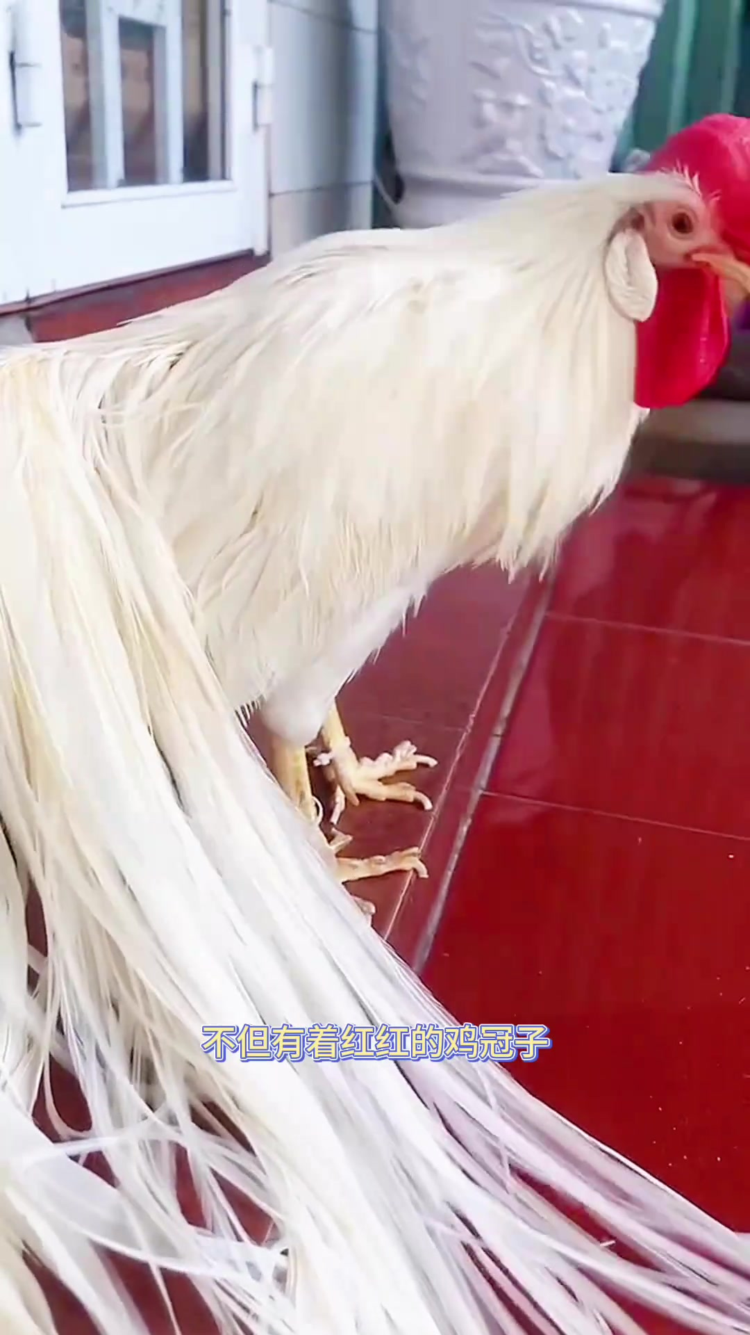 美丽的大公鸡,太少见了