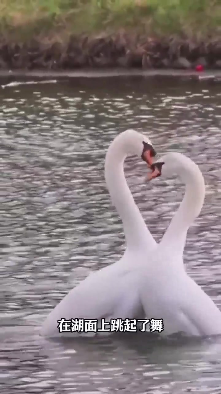 湖面惊现两只天鹅,翩翩起舞!