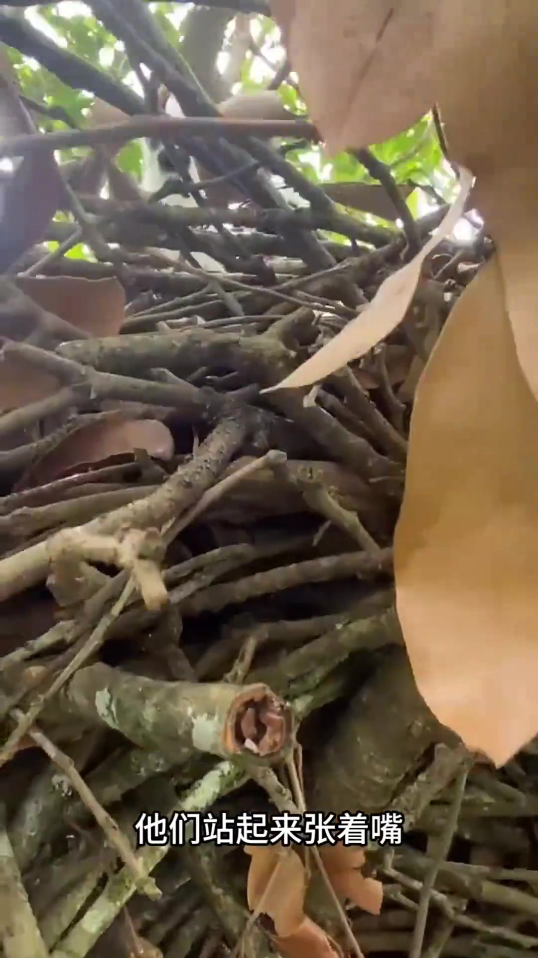 国外小伙树顶奇遇:发现可爱野生乌鸡,令人惊艳的野外生物