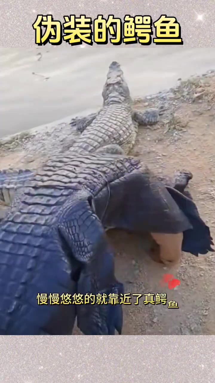 外国小伙披鳄鱼皮大胆接触真实鳄鱼,究竟有多勇敢?
