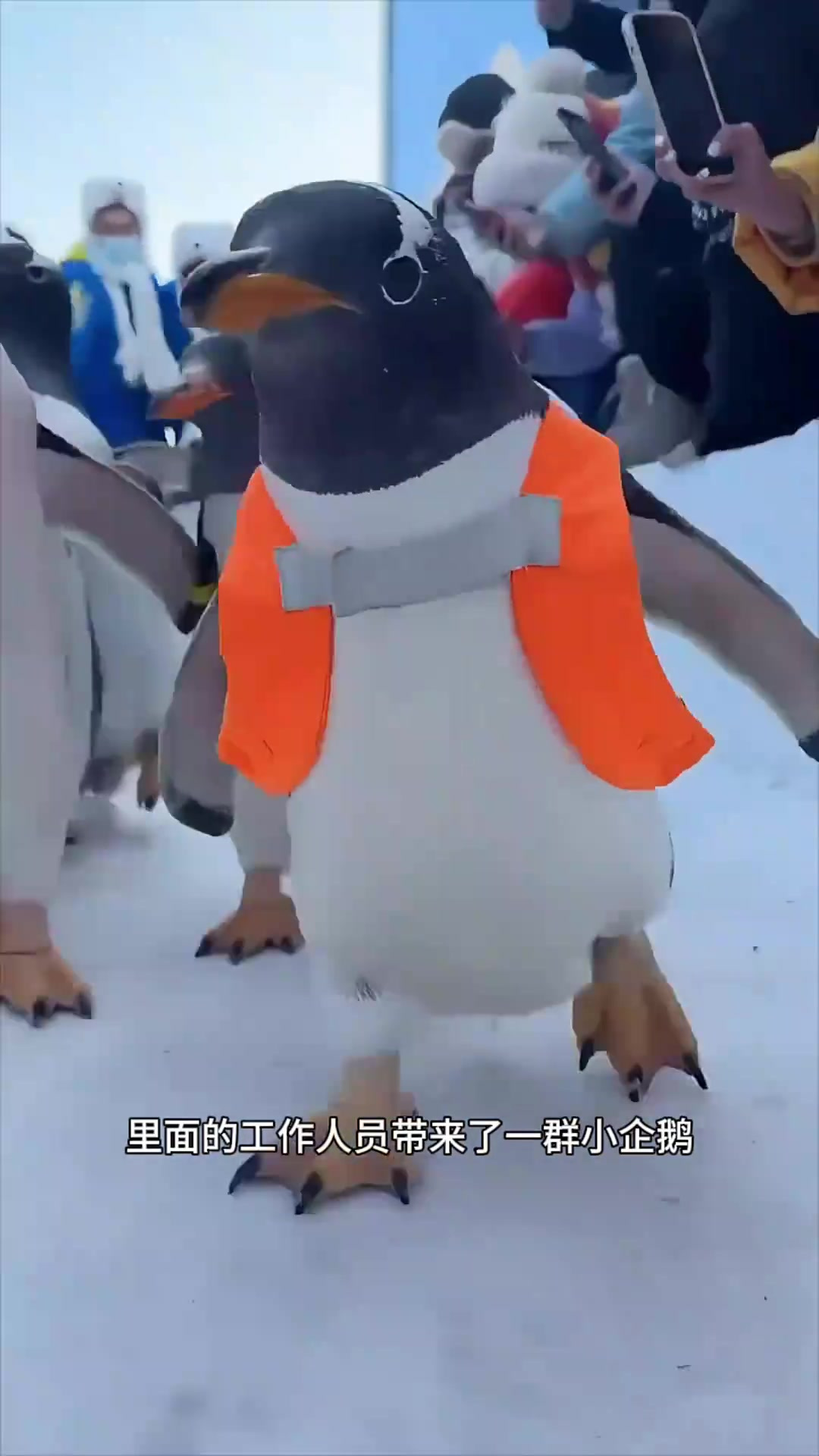 哈尔滨极地公园：可爱小企鹅如同放学儿童，欢乐奔跑引人注目