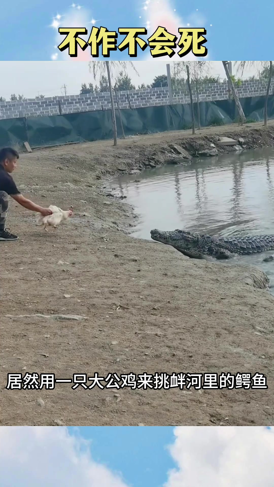 男子用大公鸡挑衅鳄鱼,险象环生,生死一线间的玩笑
