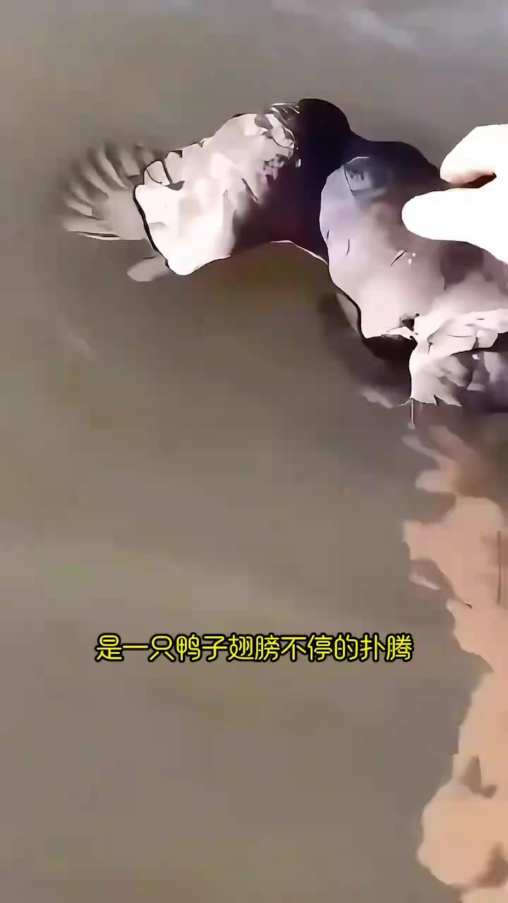 癞蛤蟆吃天鹅肉成真了