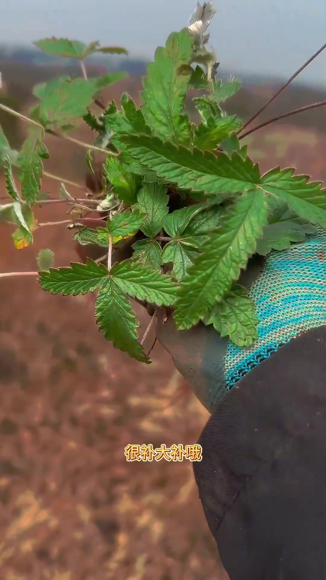 鸡腿参,大自然馈赠的宝物,煮水特别好