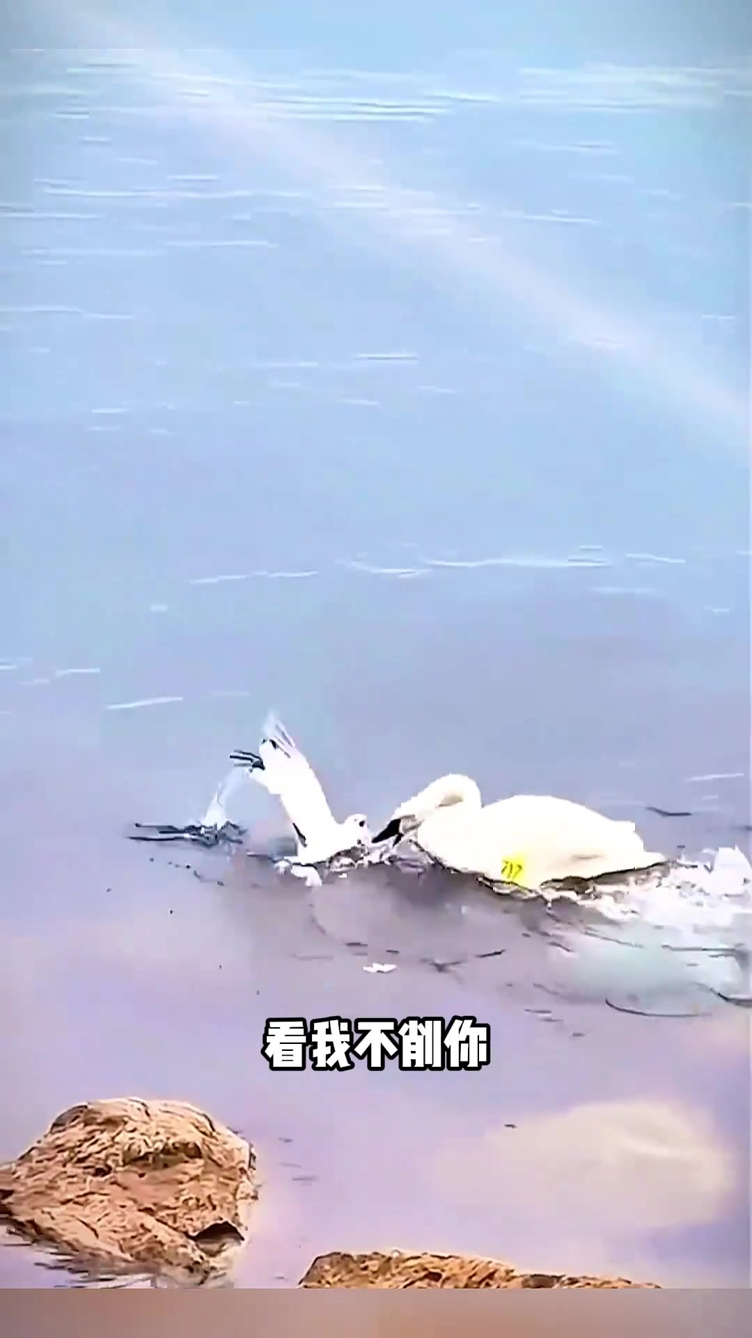 天鹅幽默对话:我与小天鹅的有趣冲突与烦恼