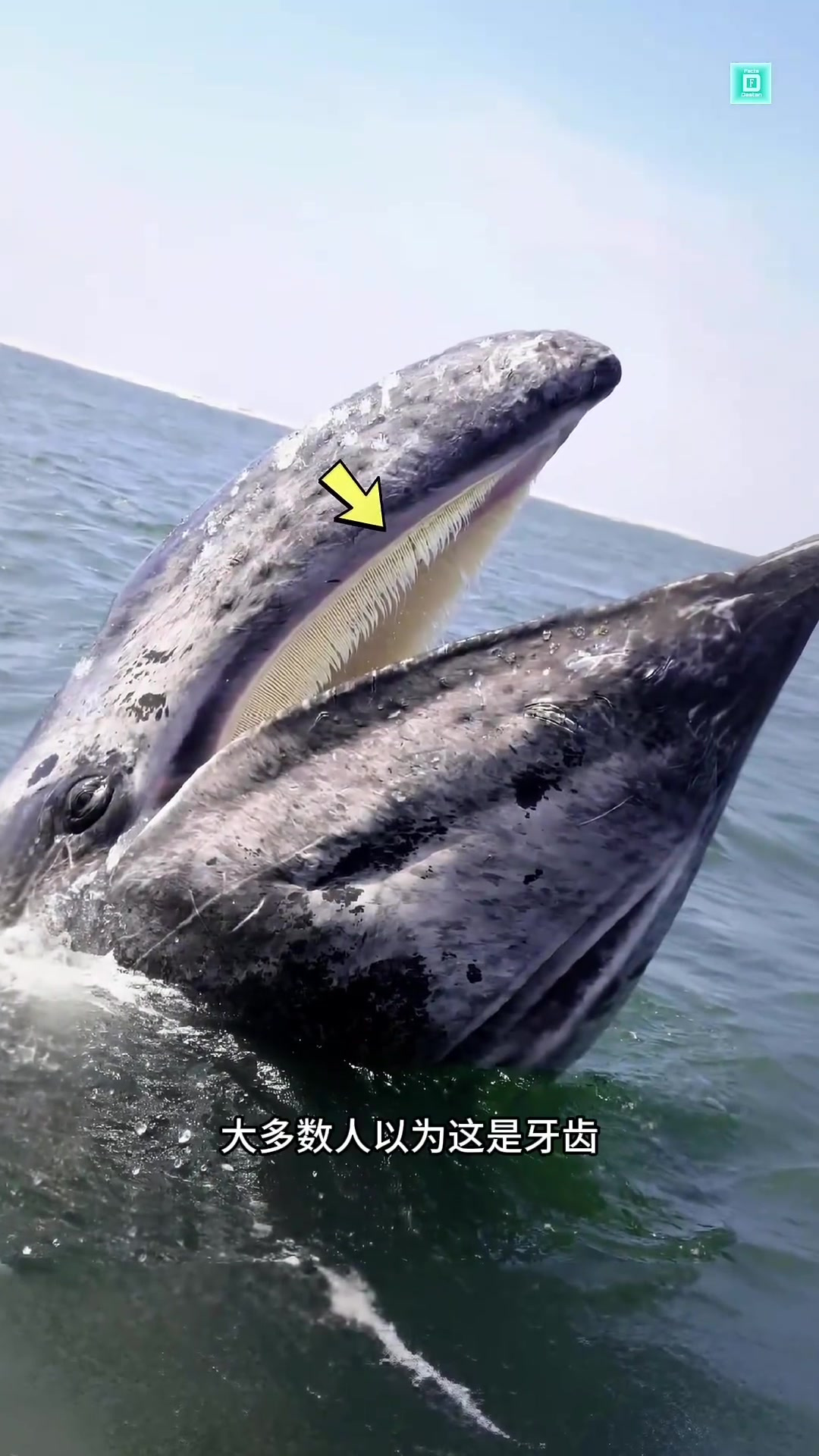 揭秘鲸鱼嘴里“牙齿”的真相:鲸须的特殊捕食结构与作用