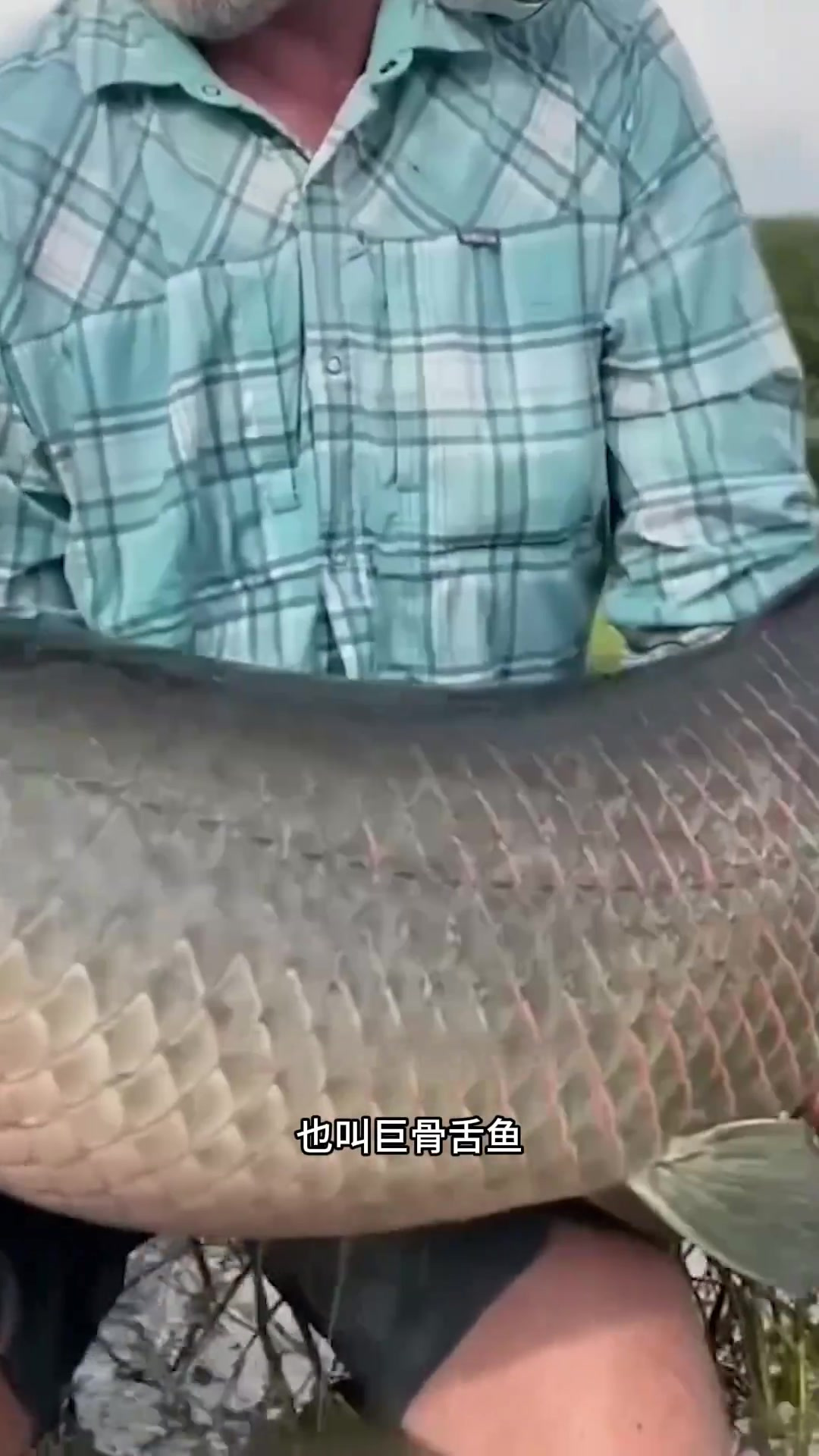 揭秘阿拉帕鱼——世界上坚硬的鱼鳞与其独特结构的完美结合