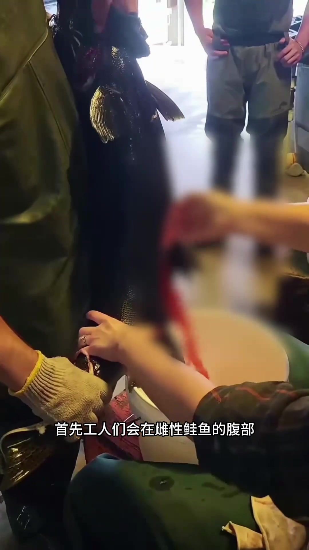 鲑鱼人工繁殖:孵化过程与保护野生种群