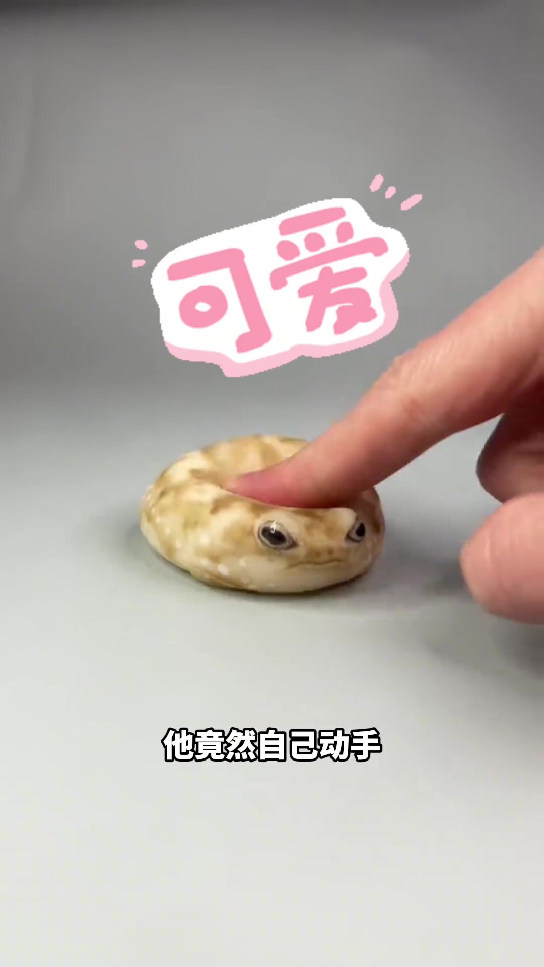 不会游泳跳跃的馒头蛙看起来太可爱了