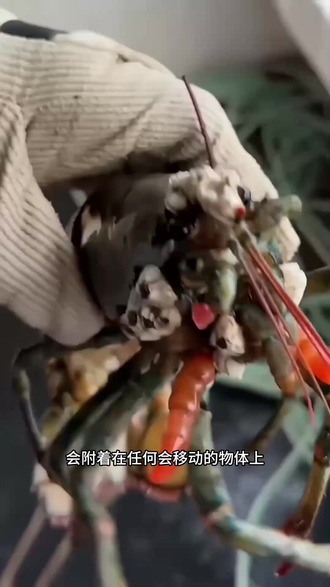 附着在鲸鱼身上的藤壶