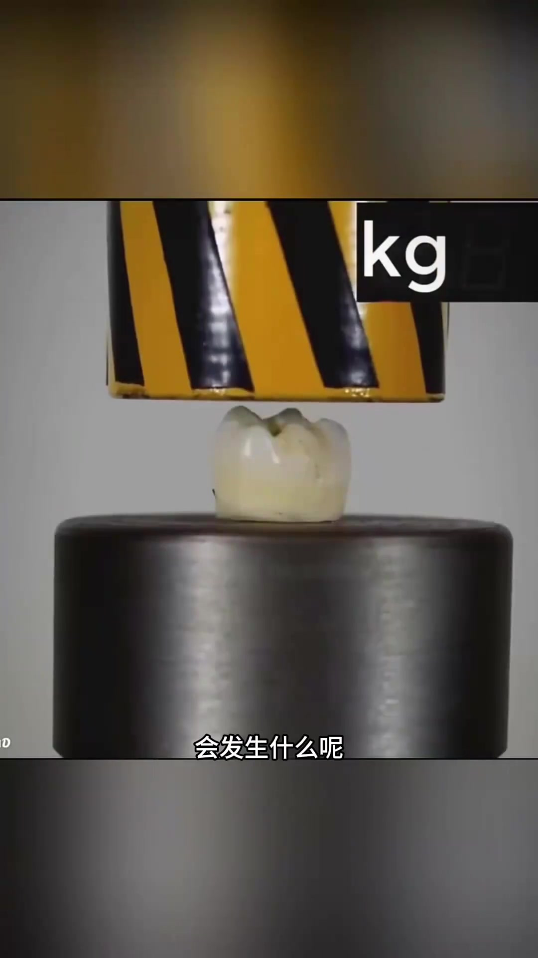 液压机下的人类与鲨鱼牙齿对比,揭示牙齿强度的惊人差异