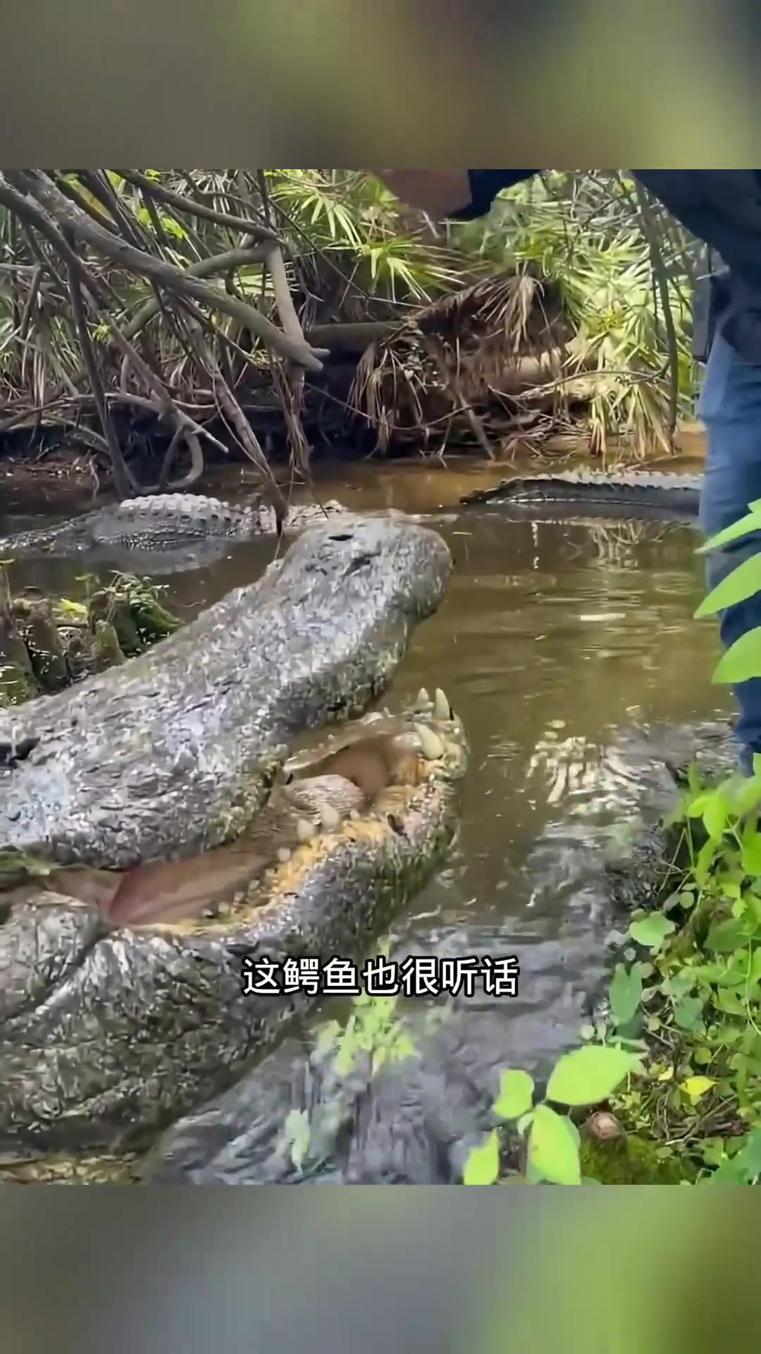 老外喂食巨大鳄鱼,惊险瞬间俯瞰其温顺一面