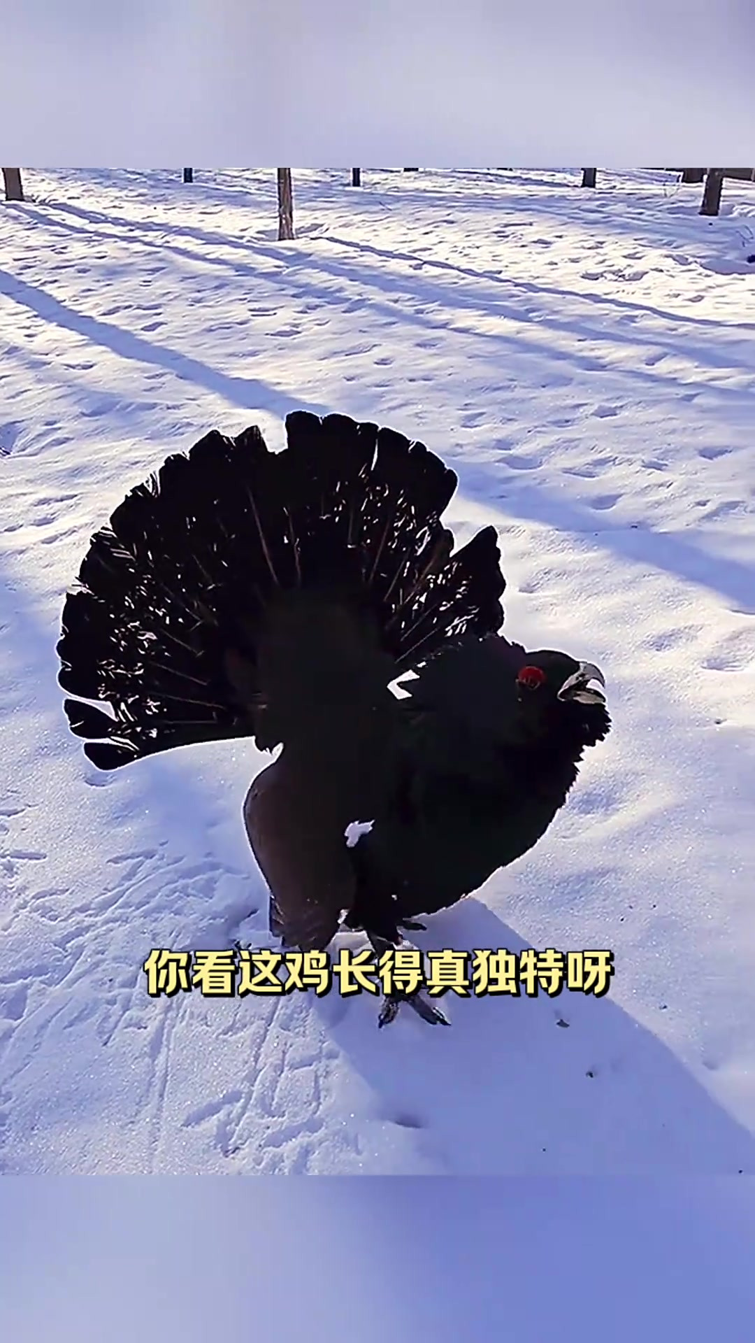 传说中的钵钵鸡:是孔雀还是小鸡劈腿?