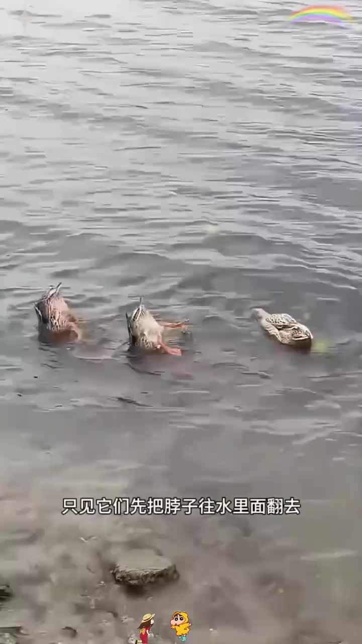 河边奇趣:三只鸭子的独特觅食方式