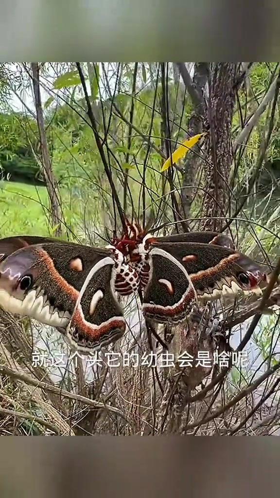 “扑棱鹅的奇特双头与翅膀抖动之谜探讨”